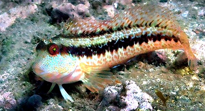 Parablennius rouxi_03